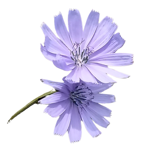 S&eacute;ance &agrave; distance