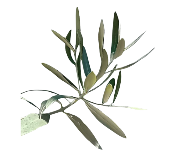 branche-olivier-sans-fond-960-x-800-px.png