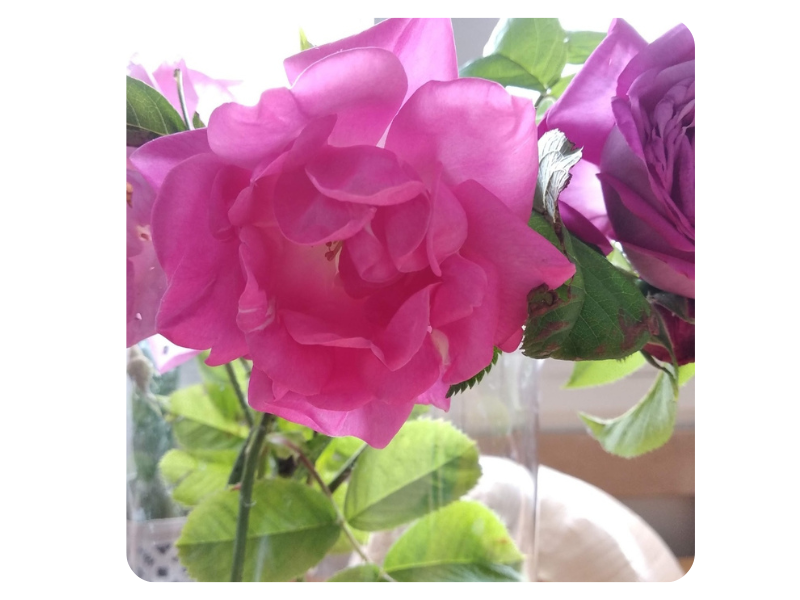 Olfactothérapie - Huiles essentielles